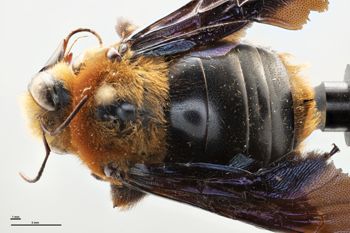Media type: image;   Entomology 816436 Aspect: habitus dorsal view